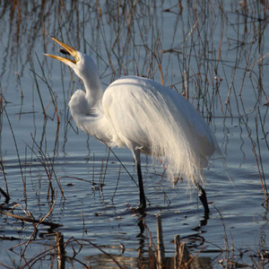 Heron in grass.